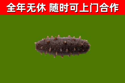 余杭区回收海参干